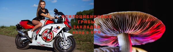 прущие грибы Долгопрудный