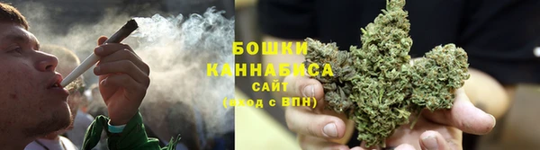прущие грибы Долгопрудный
